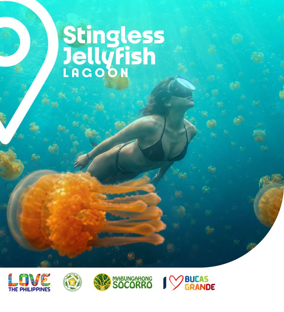 Stingless Jellyfish Lagoon