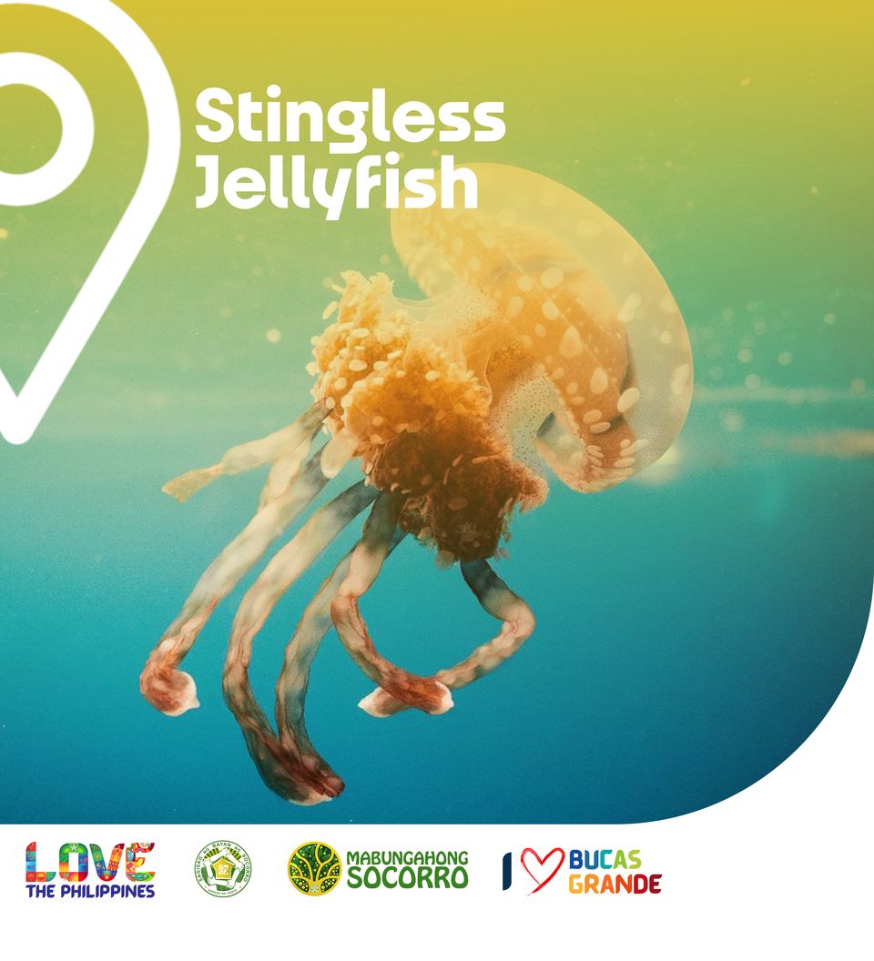 Stingless Jellyfish